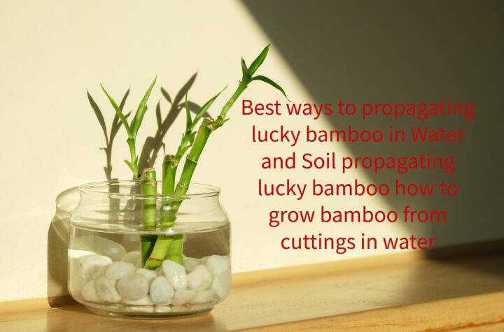 Best ways to propagating lucky bamboo in Water and Soil propagating lucky bamboo how to grow bamboo from cuttings in water