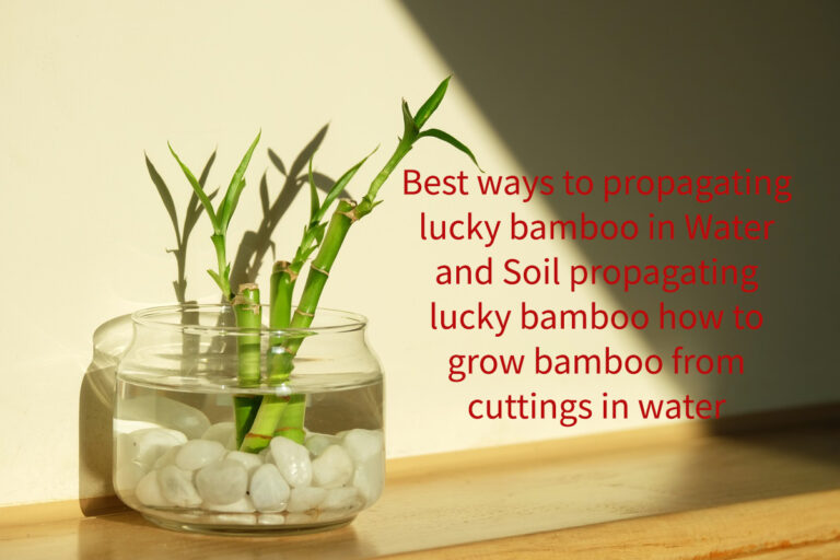Best ways to propagating lucky bamboo in Water and Soil propagating lucky bamboo how to grow bamboo from cuttings in water